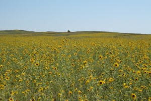 velden vol zonnebloemen | Idaho Falls